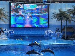 -海合安成都极地海洋公园
