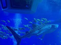 -成都浩海立方海洋公园