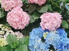 -曲阳花鸟市场(曲阳路店)