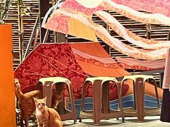 -唐猫庭院·千年陕菜(大唐不夜城店)