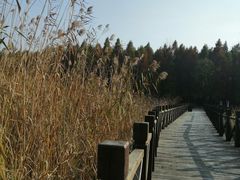 -溱湖国家湿地公园