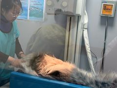 -小伙伴宠物医院•急重症转诊中心·老年专科·犬猫全科(北大街总院)