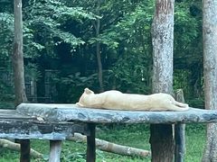 -清迈夜间动物园