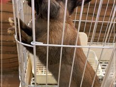 -猫猫幼稚园·撸猫·桌游·电玩