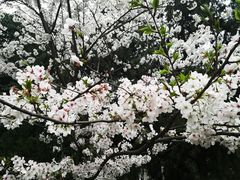 -武汉大学-樱园