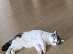 -思琪宠物医院(昆山花桥店)