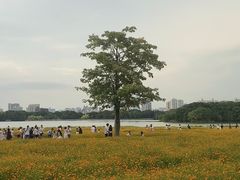 -海珠湖公园