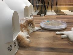 -袖虎·猫馆(体育西路店)