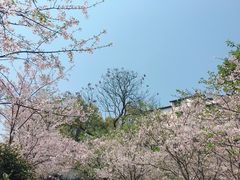 -南山植物园