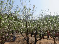 -南国桃园旅游度假区