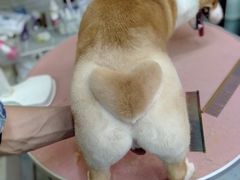 -中农大我爱我爱24h动物医院·中医针灸·猫专科·骨科医疗中心(双井店)