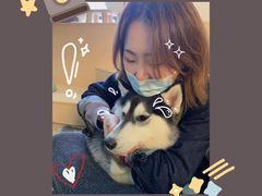 -Husky Go! 哈士奇体验馆·宠物咖啡厅狗咖