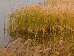 -野鸭湖国家湿地公园