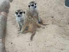 -西霞口神雕山野生动物世界