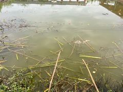 -同銮特种养殖场·龙虾垂钓