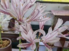 -杭州植物园