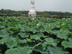 -荷塘月色湿地公园·向阳花洲