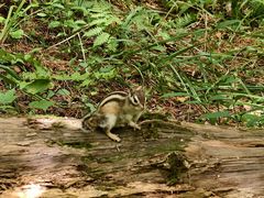 -五营红松林海景区