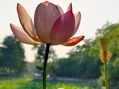 -莫愁湖公园