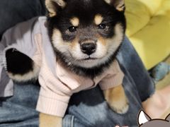 -逗柴咖啡屋·狗咖猫咖宠物桌游