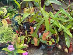 -国家植物园南园