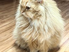 -MOCHA明星猫咖(田子坊店)