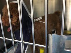 -爱妮康宠物医院·干细胞免疫细胞·肿瘤·心脏(张江店)