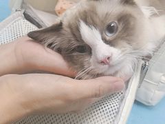 -纳吉亚猫专科动物诊疗中心(蒋宅口分院)