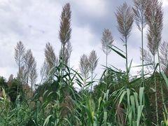 -昆山城市生态森林公园