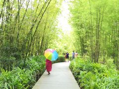 -大屏嶂森林公园