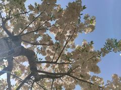 -古柏渡飞黄旅游区