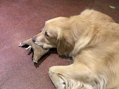 -百好乐宠物友好餐厅(朝外大街店)