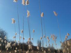-大兴滨河森林公园