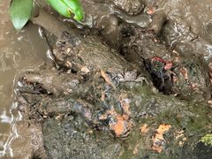 -东寨港红树林旅游区