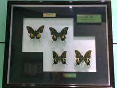 -上海昆虫博物馆