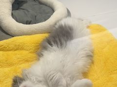 -1013 PET SHOP精品宠物商店(丁香店)