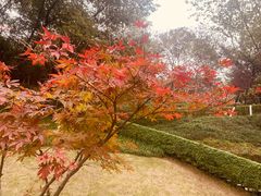 -重庆彩云湖湿地公园