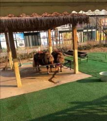 -萌宠亲子动物乐园(槐房万达店)