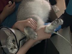 -艾贝尔宠物医院·24H转诊中心·肿瘤猫专科(江宁双龙店)