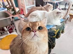 -平行世界·猫咖(首经贸店)