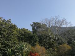 -深圳仙湖植物园