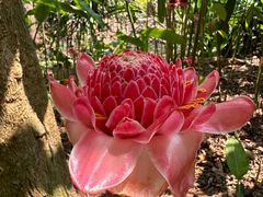 -中国科学院西双版纳热带植物园