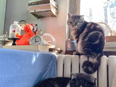 -海边的猫和咖啡馆