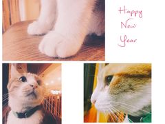 -猫咖时代(中山亭店)