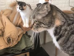 -平行世界·猫咖(首经贸店)