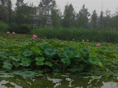 -三圣花乡旅游区