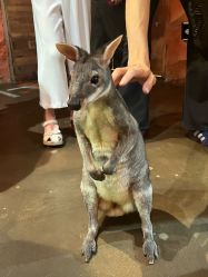 点击看大图 -Zoolung Zoolung动物主题公园(海信广场店)