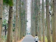 -东平国家森林公园