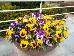 -厦门国家会计学院
