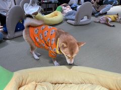 -逗柴咖啡屋·狗咖猫咖宠物桌游